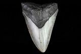 Bargain, Megalodon Tooth - North Carolina #76226-1